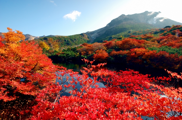 紅葉